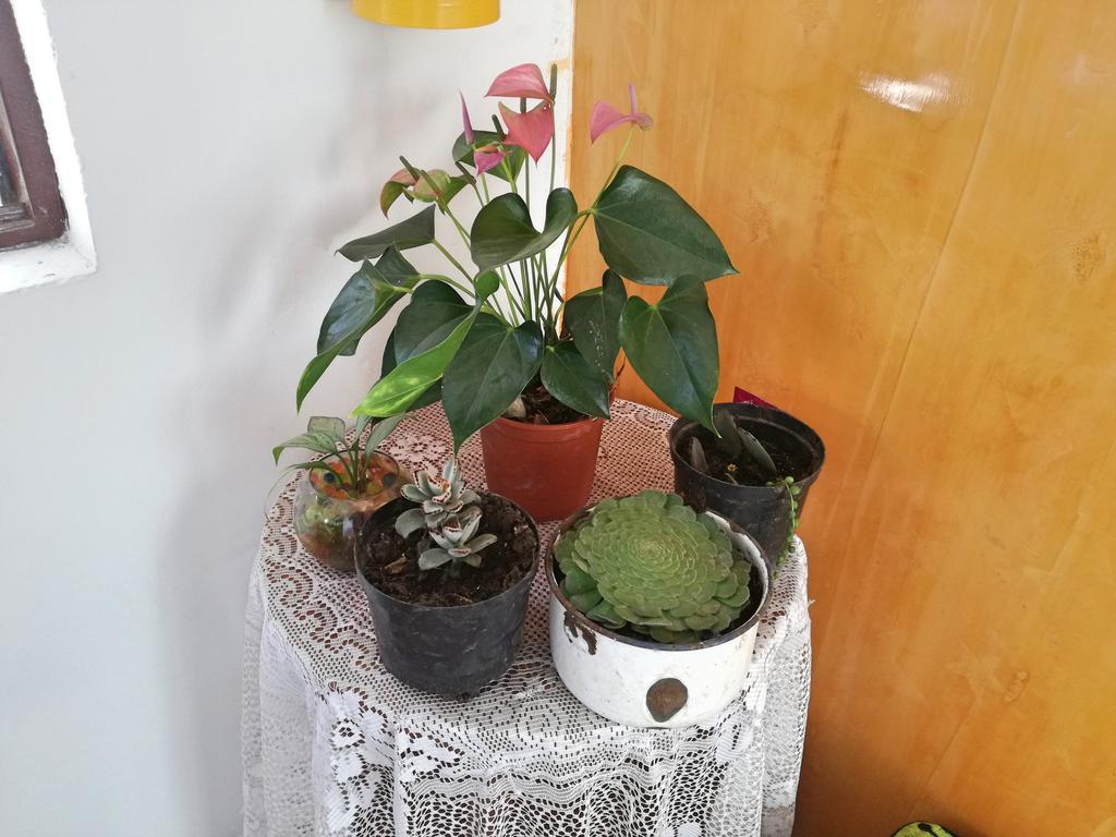 Posada Elenita Salento Bagian luar foto