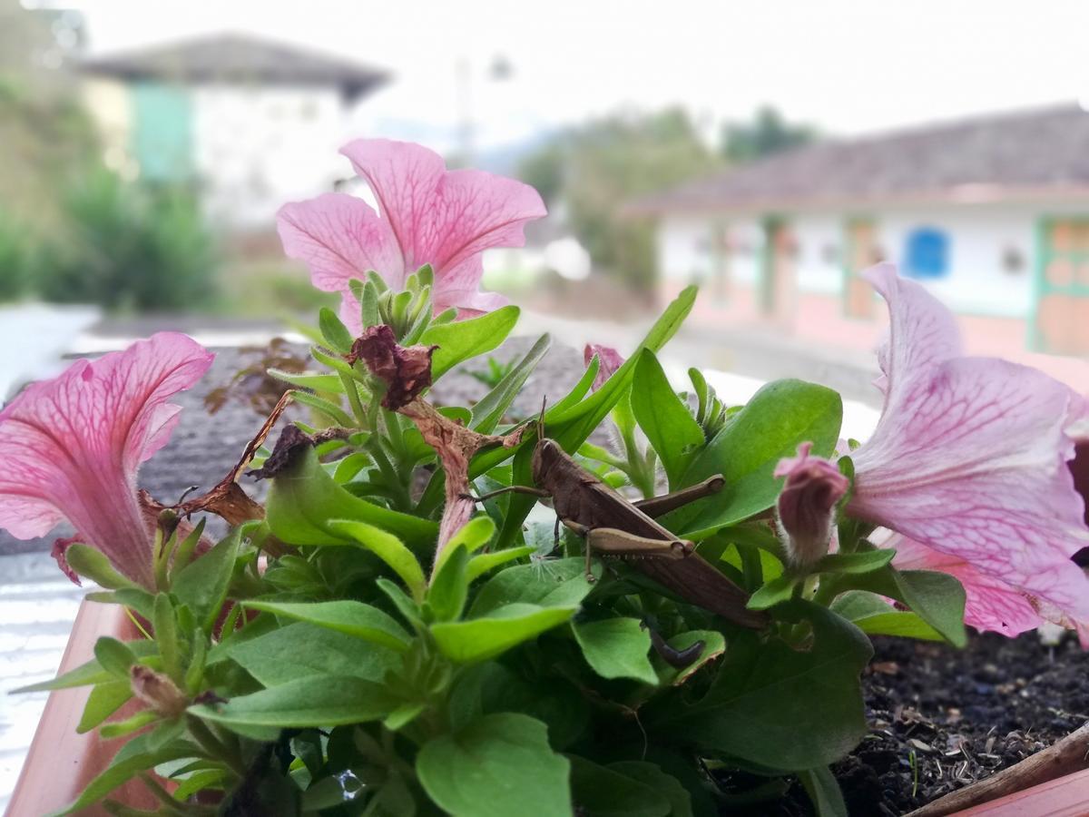 Posada Elenita Salento Bagian luar foto
